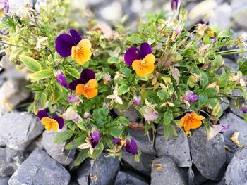 Close-up of flowers