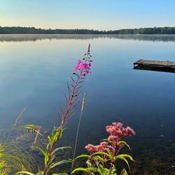 Pink flowering plants by lake against sky