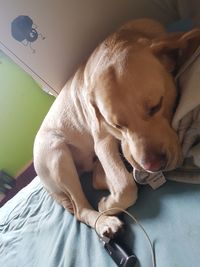 Close-up of dog relaxing on bed at home