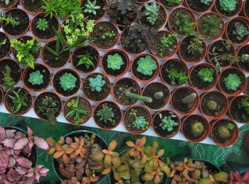 Close-up of cactus growing in greenhouse