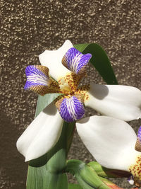 High angle view of white iris flower