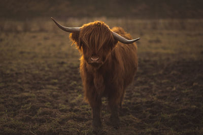 Cow standing on field