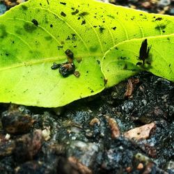 Close-up of insect on leaf