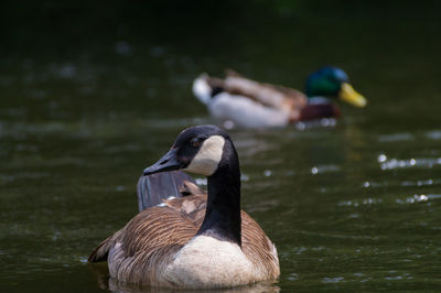 Close-up of duck swimming in water