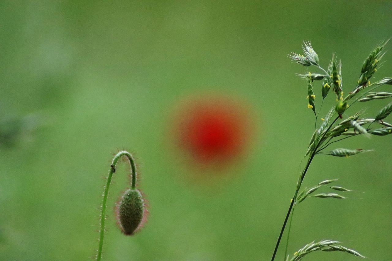 CLOSE-UP OF GREEN BUDS ON PLANT