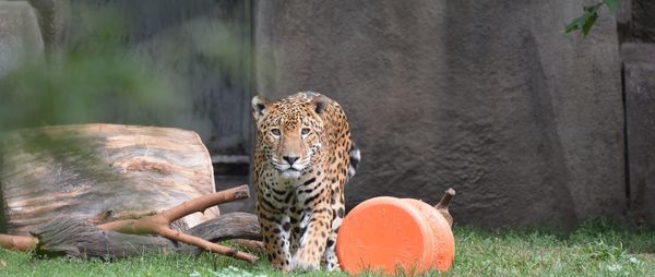 Portrait of a jaguar