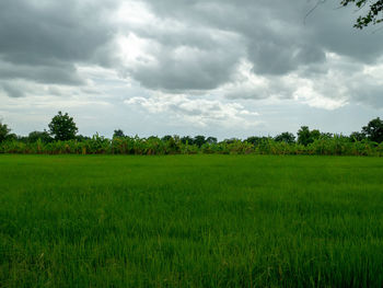 Scenic view of agricultural field against sky