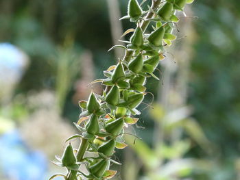 Close-up of buds growing on stem