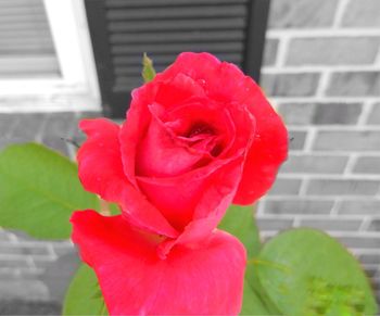 Close-up of red rose