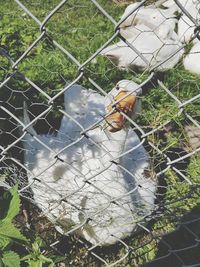 High angle view of swan in cage