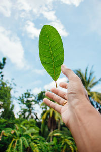 Cropped hand throwing leaf against sky