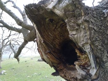 Close-up of tree stump