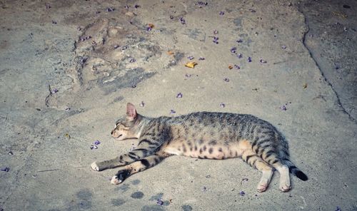 High angle view of a cat lying on land