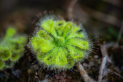 Close-up of sundew plant on field