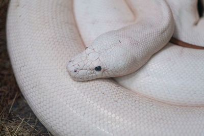 Close-up of snake