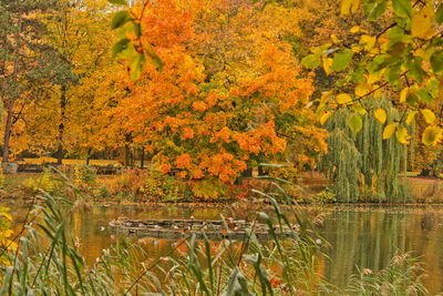 Scenic view of lake in forest during autumn