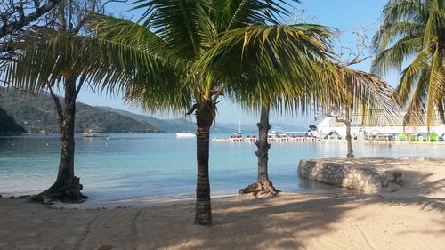 Palm tree by swimming pool against sky