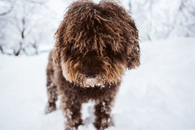 Dog on snow covered field