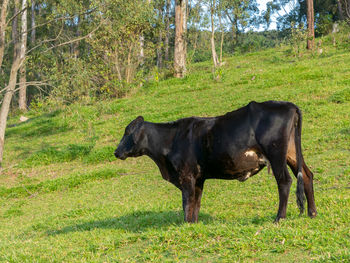 Black horse in a field