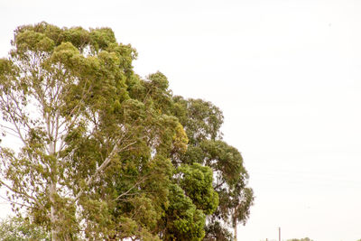 Trees against clear sky