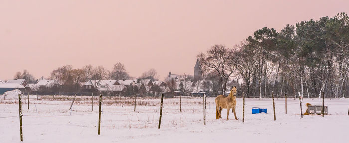 Panoramic view of a horse on snow covered field