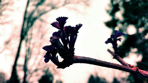 Close-up of plant against blurred background