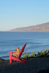 Chair on beach against clear sky with dog