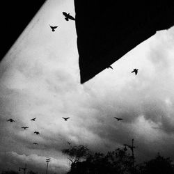 Low angle view of silhouette birds flying against sky