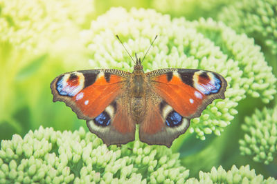 Close-up of butterfly pollinating on flower