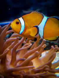 Close-up of fish swimming in sea