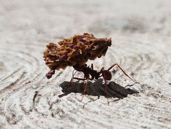 Close-up of ant carrying dried plant