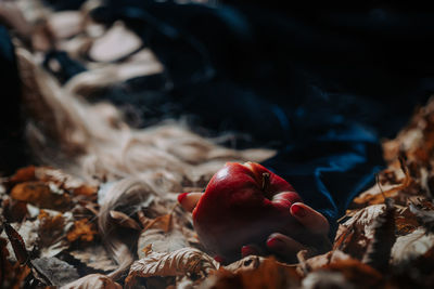 Cropped hand of woman holding apple