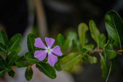 Close-up of purple flowering plant