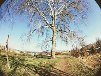 Trees against clear sky