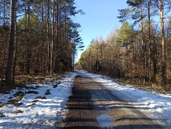 Surface level of road along trees