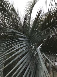 Close-up of palm tree against sky