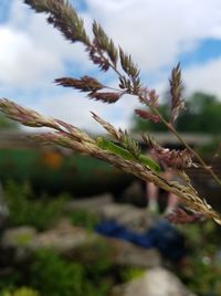 Close-up of crops on field against sky