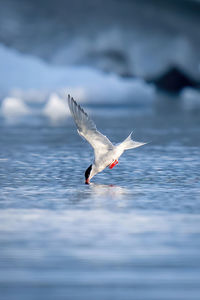 Antarctic tern dives for fish in sea