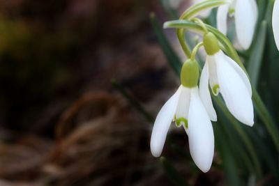 Close-up of white flowering plant