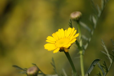 Close-up of yellow flowering plant