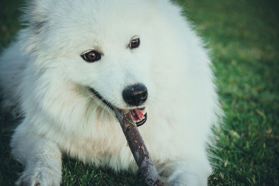 Close-up of dog looking away