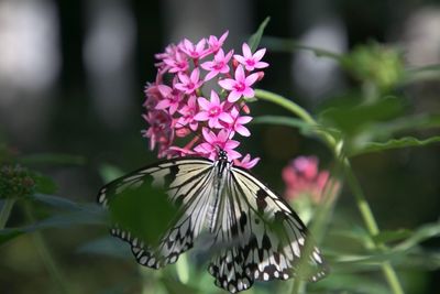 Close-up of butterfly on purple flower