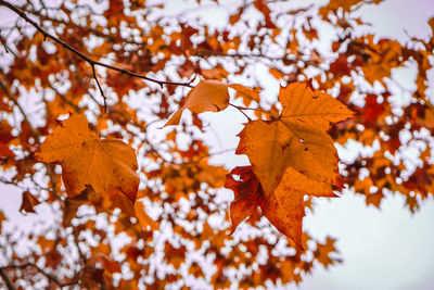 Low angle view of maple leaves on tree