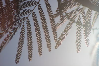 Low angle view of ferns against clear sky