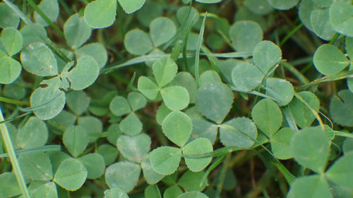 High angle view of raindrops on leaves