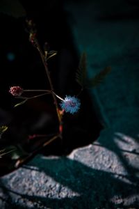 Close-up of flowering plant