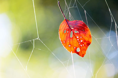 Close-up of spider on web