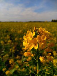 Close-up of yellow flowers blooming in field