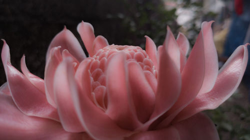 Close-up of pink rose