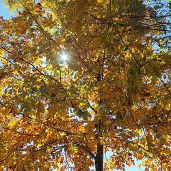 Low angle view of trees against sky